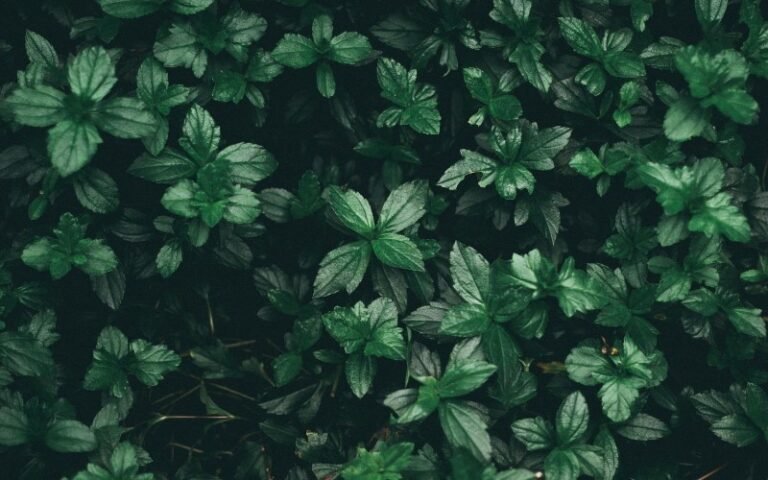 How to Say Green in Different Languages