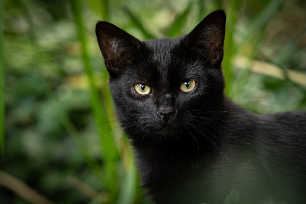 All About The Bombay Cat And Its Maintenance