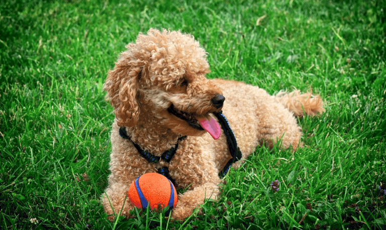 Reasons Why a Teacup Poodle full grown reaches this size