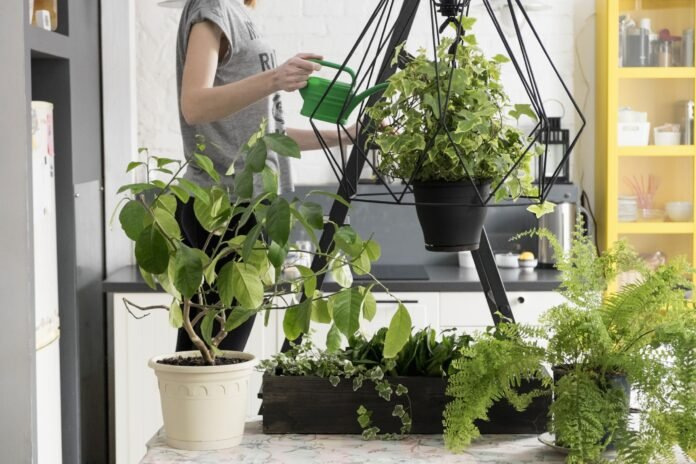 buy plants online India, online plant store india