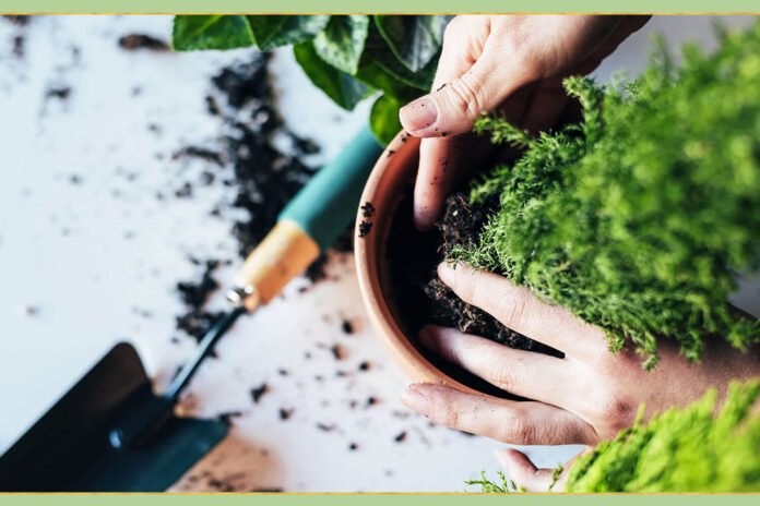 plant care online