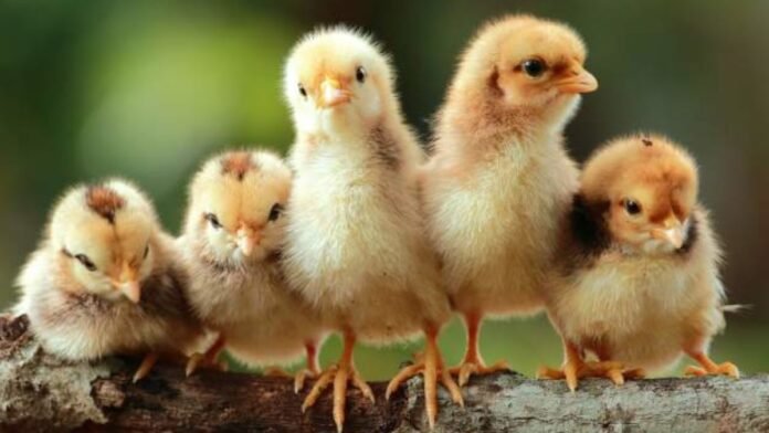 Facts About Chickens