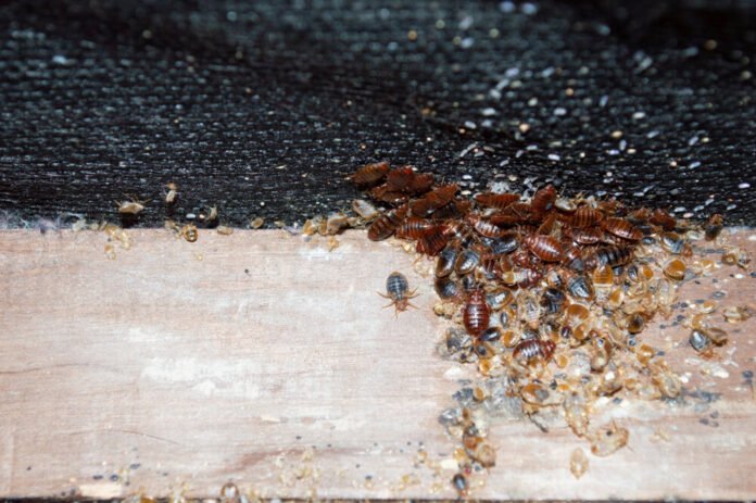 Bed Bug Exterminator