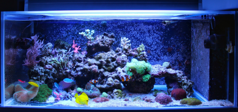 Setting Up a Copepod Culture in a Few Easy Steps