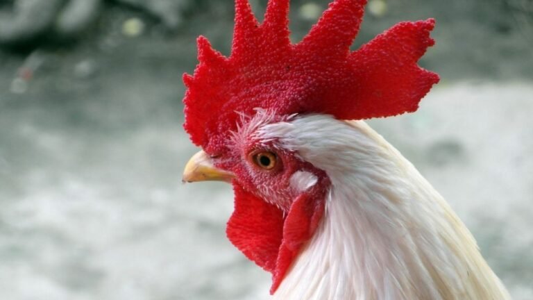 Wpc2027 Com Live servers of WPC?