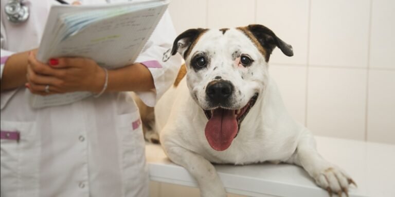 Is Water Cremation For Pets Right For You?