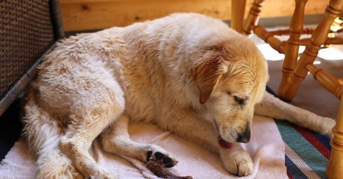 Understanding Dog Behavior