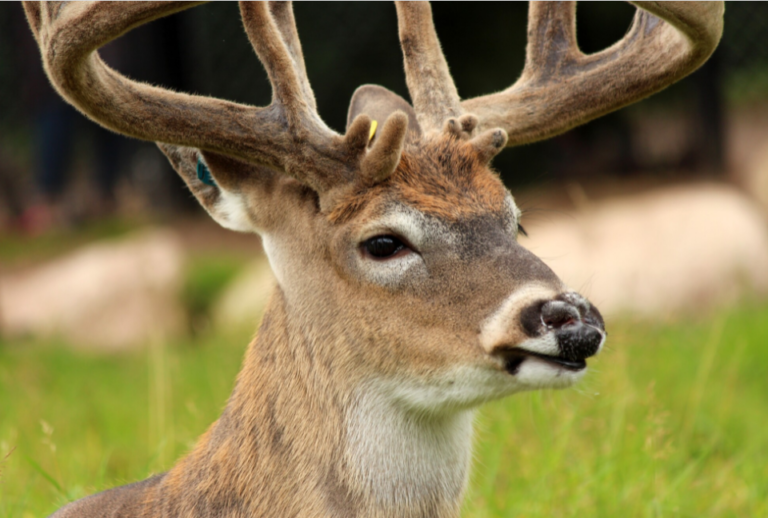 5 Interesting Whitetail Deer Facts