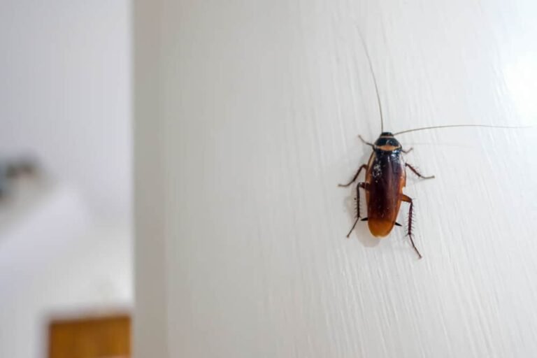 Why Are Cockroaches So Difficult to Exterminate?