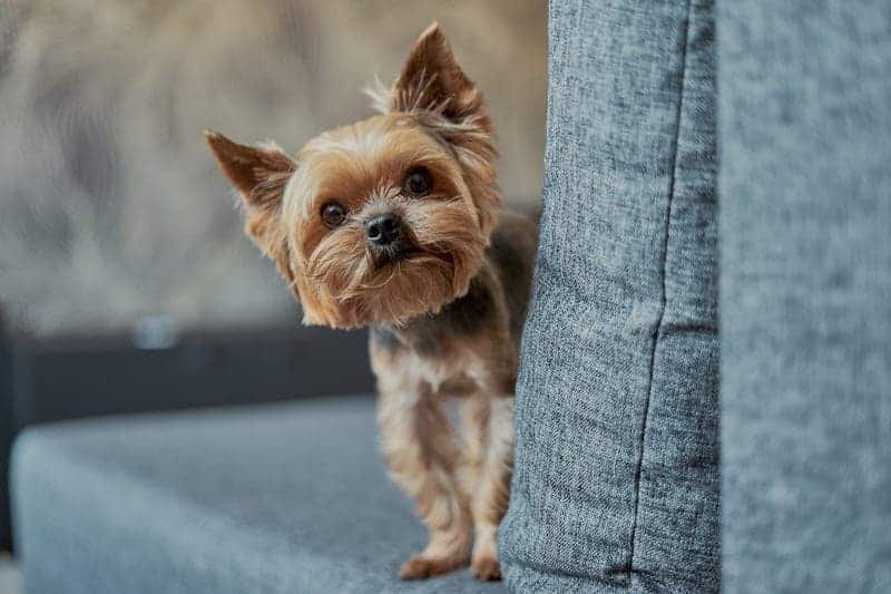 ways to train your yorkies to be professional