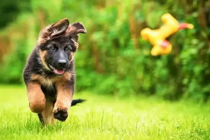 German-Shepherd-Buying What To Look Before Buying a Dog?