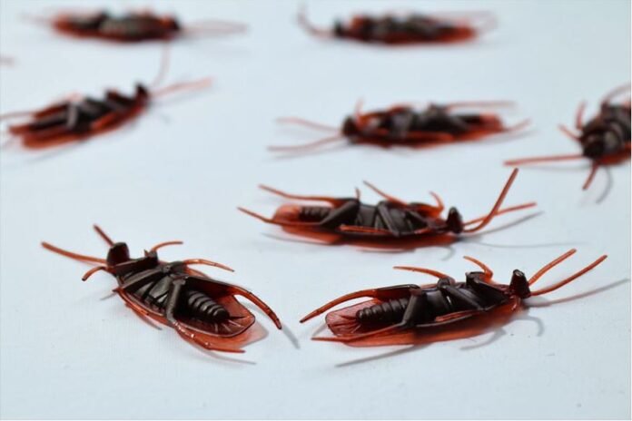 5 Types of Pests That Can Invade Your Home