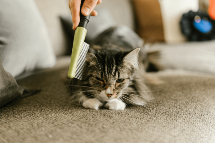 Pet-friendly Living Space