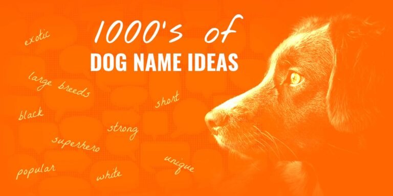 Questions and answers about dog crates