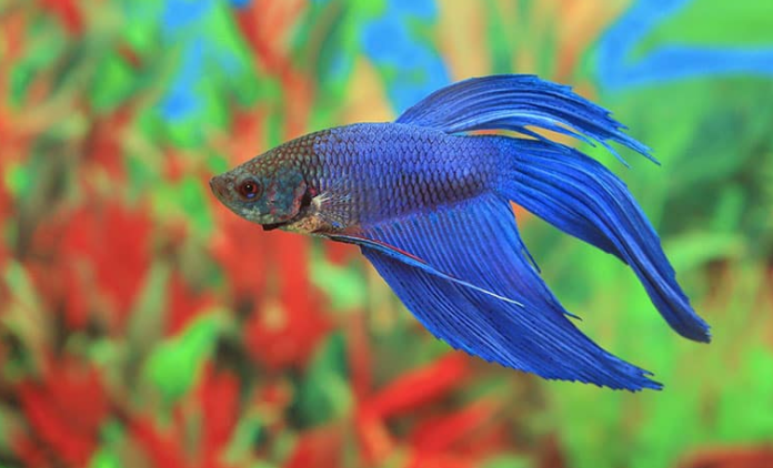 Are betta fish nocturnal