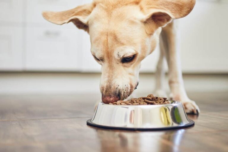 Tips to Take Care of a Food Allergic Dog