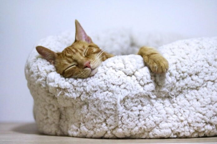 5 Best Pieces of Sleep