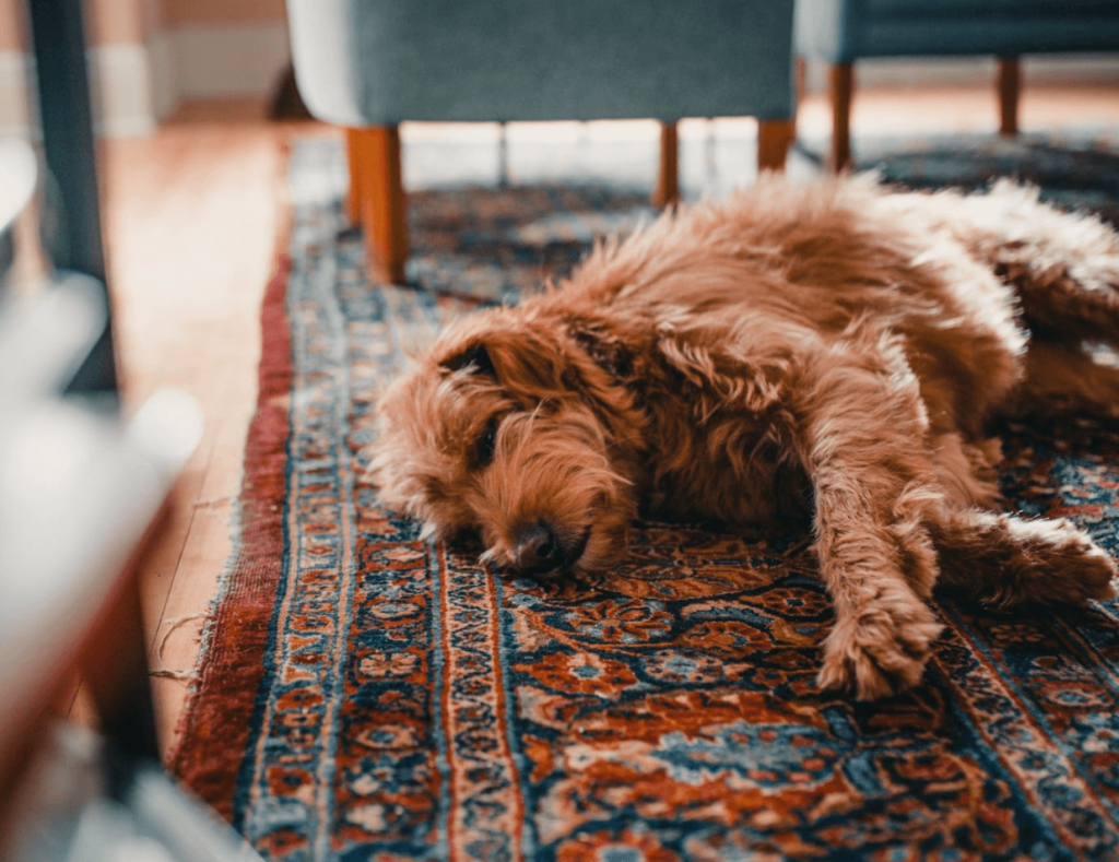 Finding A Chic And Pet-Friendly Rug