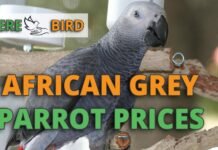 Decoding the African Grey Parrot Price in India| A Comprehensive Guide
