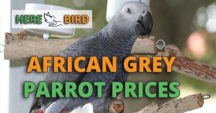 Decoding the African Grey Parrot Price in India| A Comprehensive Guide