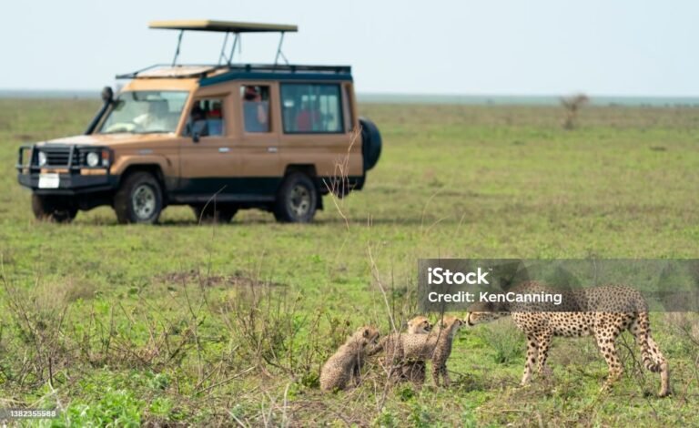 Embark on a Tanzanian Adventure: Your Complete Guide to Unforgettable Travel
